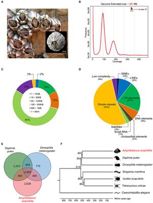 Draft Genome Assembly of a Fouling Barnacle, Amphibalanus amphitrite (Darwin, 1854): The First Reference Genome for Thecostraca